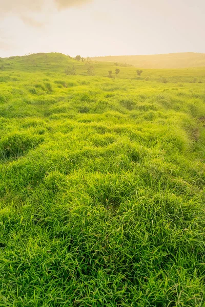 Belle Prairie Herbe Verte Brillante Soirée Heure Dorée Lumière Soleil — Photo