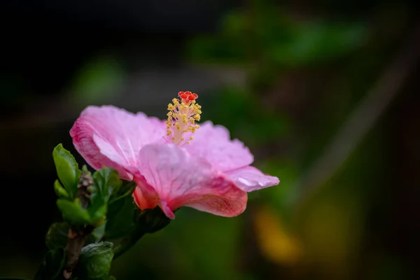 Fiore Ibisco Completamente Fiorito Colore Rosa Focus Selettivo Utilizzato Con — Foto Stock