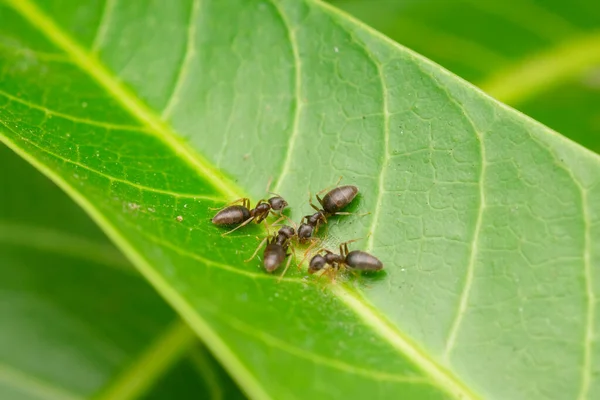 Černí Zahradní Mravenci Mangovém Listu Živí Hmyzími Vejci Použité Selektivní — Stock fotografie