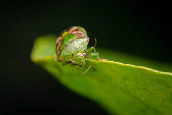 Primer Plano Del Insecto Escudo Verde Borde Hoja Enfoque Selectivo — Foto de Stock