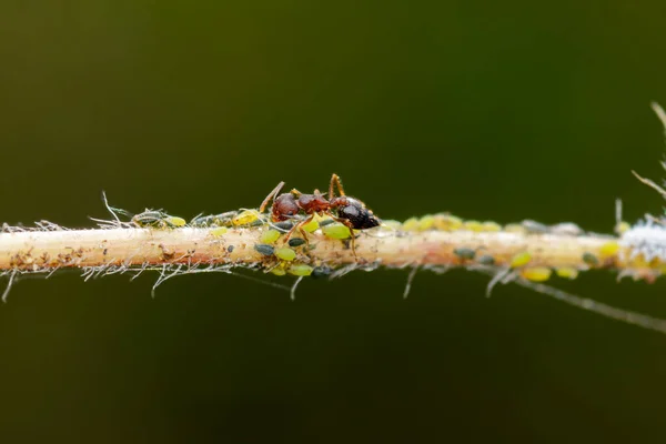 Blattläuse Mit Einer Ameise Die Sekret Von Blattläusen Bekommt Selektiver — Stockfoto