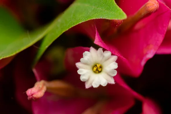 Parte Centrale Fiore Colore Bianco Primo Piano Colore Rosa Bougainvillea — Foto Stock