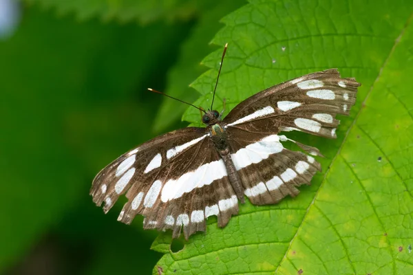 Mariposa Marinera Común También Conocida Como Neptis Hylas Que Especie — Foto de Stock