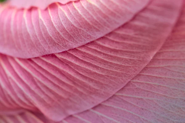 Nahaufnahme Von Rosafarbenen Hibiskusblütenblättern Als Hintergrund Selektiver Fokus — Stockfoto