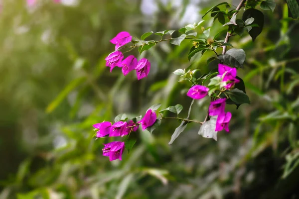 Sarmaşıklı ve yapraklı güzel pembe Bougainvillea sarmaşığı çiçekleri. Kullanılan seçici odak.