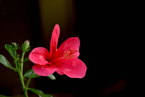 Flor Hibisco Cor Vermelha Rosa Com Isolado Fundo Cor Preta — Fotografia de Stock