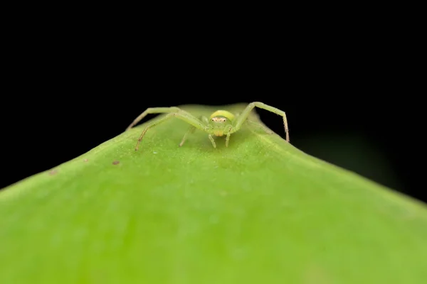 Zelený Krabí Pavouk Okraji Listu Černým Pozadím Použité Selektivní Zaměření — Stock fotografie