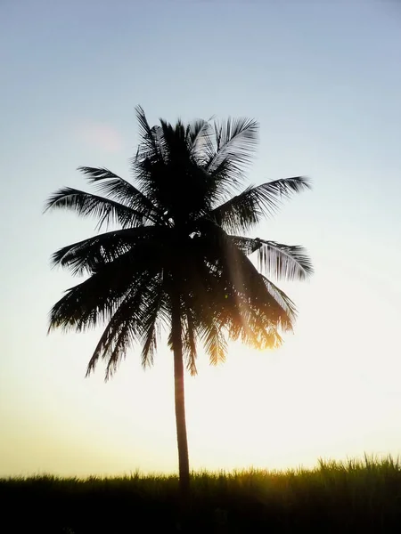 Kokosová Silueta Jasně Žlutým Světlem Během Ranního Času Východu Slunce — Stock fotografie