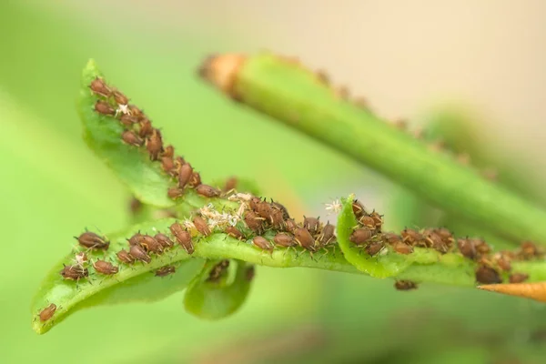 Aphids Infestation Citron Plant Aphids Jsou Jedním Nejdůležitějších Hmyzích Škůdců — Stock fotografie