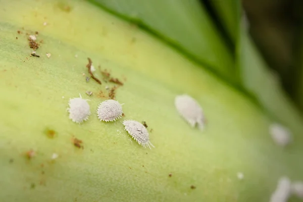 Mealy Bugs Jsou Zemědělský Hmyz Škůdce Který Listech Rostlin Použité Stock Fotografie