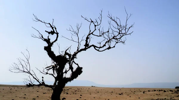 Açık gökyüzü ve kopyalama alanı olan çorak arazide çıplak ağaç. Kullanılan seçici odak.