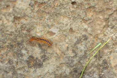 Kayanın üzerindeki kırkayak. Seçici odaklanma kullanıldı. Kırkayaklar, vücut segmenti başına bir çift bacağı olan uzun böceklerdir. Kırkayaklar zehirlidir ve acı verici ısırıklar verebilir..