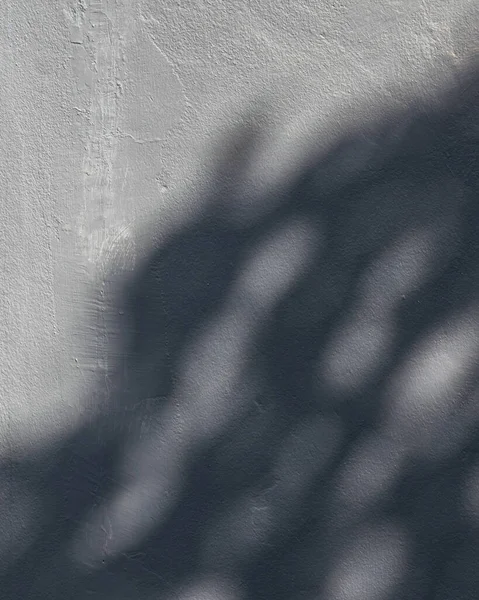 Beton duvarda ağaç yapraklarının gölgesi olan gri mavi bir duvar ve arka planda kum dokusu olan güneş ışığı..