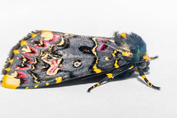 Beyaz arka planda Hint zambağı güvesi. Çok güzel ve çok renkli bir güve. Bilimsel adı Polytela gloriosae ve Lily bu güvenin ev sahibi bitkileridir. Kullanılan seçici odak.