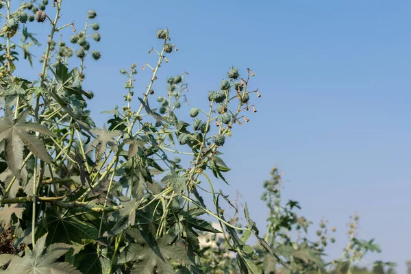 Plantas Ricino Completamente Cultivadas Con Sus Frutos Cielo Azul Fondo —  Fotos de Stock