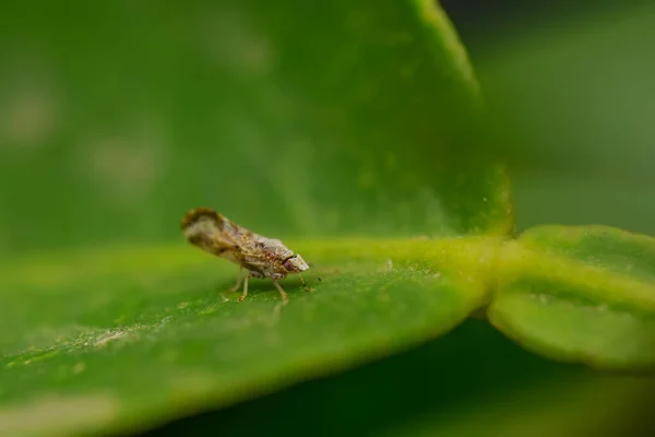 Portakal yaprağında Diaphorina citri olarak da bilinen yetişkin narenciyenin makro fotoğrafı. Turunçgillerin yeşillenmesinden sorumlu olan önemli bir narenciye mahsulüdür. Kullanılan seçici odak.