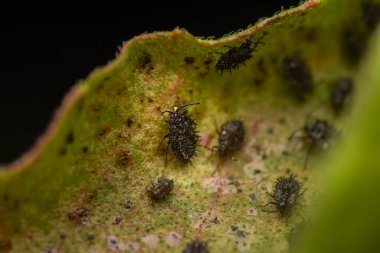 Tingidae böcek perileri ayrıca fesleğen yaprağındaki dantel böcekleri olarak da bilinir. Bu böcekler yaprakların altında beslenir ve balçığı maddesi üretirler. Kullanılan seçici odak.