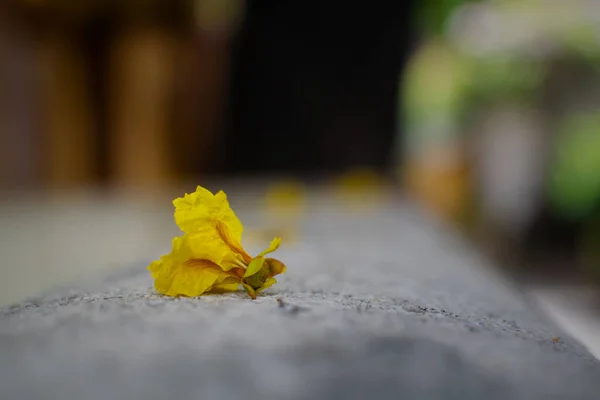 Única Flor Flor Amarela Caiu Parede Composta Foco Seletivo Usado — Fotografia de Stock