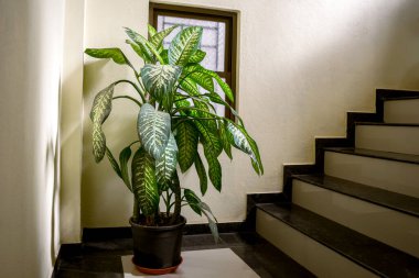 Dieffenbachia plant in pot with green and white patches on leaves placed at stairs. Dieffenbachia, commonly known as dumb cane or leopard lily which is a indoor plant.