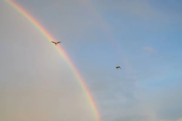 Two Water Birds Flying Sky Rainbows Background Evening Time — Foto Stock