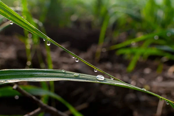 Sabahın erken saatlerinde şeker kamışının yapraklarına çiy damlaları düşer. Kullanılan seçici odak.
