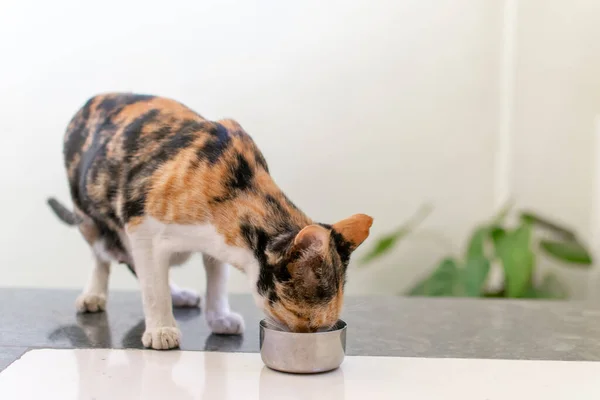 Three colored pet cat drinking milk from bowl. Used selective focus.