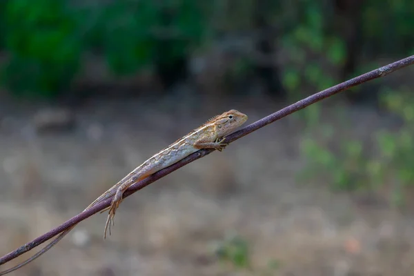 Lizard Resting Plant Twig Used Selective Focus — Stockfoto