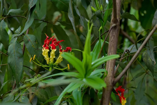 Flame lily with green leaves around it in vegetation. Gloriosa superba is a species of flowering plant commonly named as flame lily, climbing lily, glory lily. Used selective focus.