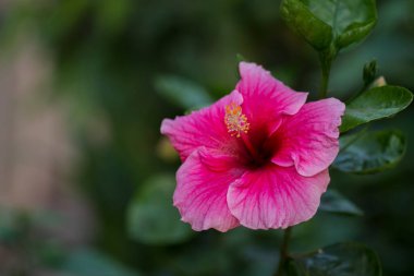 Pembe renkli tamamen çiçek açmış Hibiscus çiçeği. Kullanılan seçici odak.