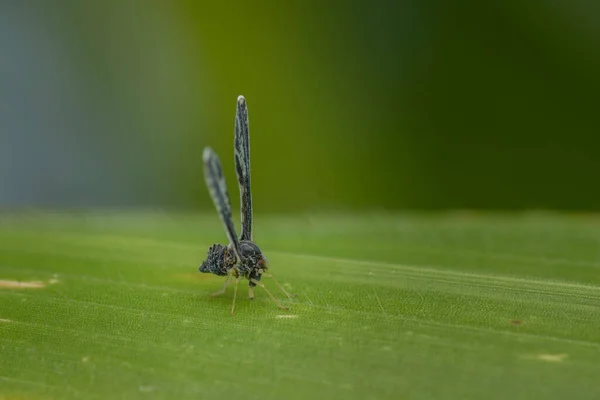 Derbid Planthopper Sulla Foglia Hese Sonotrue Bugs Hemiptera Sono Spesso — Foto Stock