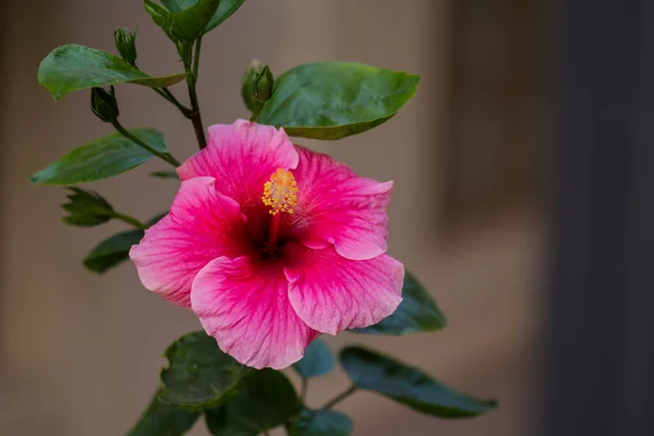 Fiore Ibisco Completamente Fiorito Colore Rosa Focus Selettivo Utilizzato — Foto Stock