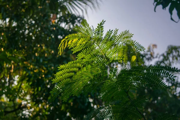 Üzerinde sabah ışınları ve bulanık arkaplan olan yeşil renkli küçük ağaç yaprakları. Kullanılan seçici odak.