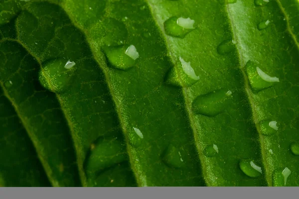 Yeşil yaprağın üzerine yağmur damlaları ve arka plan için damar örnekleri. Kullanılan seçici odak.