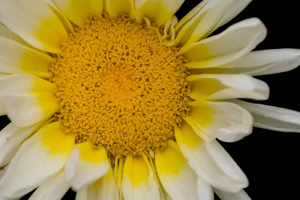 Close White Yellow Colored Flower Daisy Family Isolated Black Background — Foto Stock