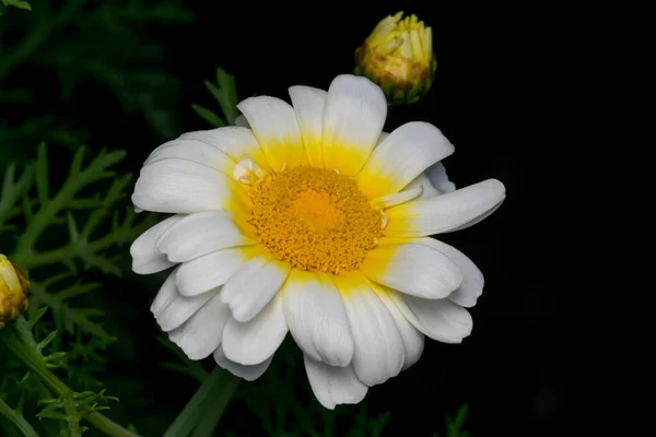 White Color Bijli Flower Daisy Family Bloomed Plant Isolated Black — Stockfoto