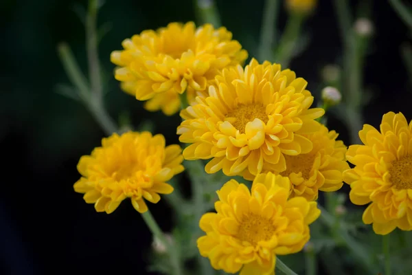 Yellow Colored Daisy Flowers Farm Field Used Selective Focus — ストック写真