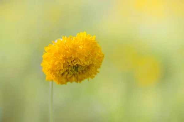 Красива Жовта Квітка Галата Повністю Розквітла Розмитим Зеленим Кольором Фоном — стокове фото