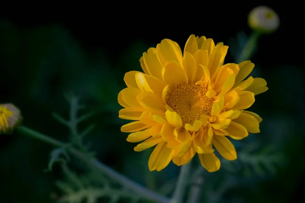 Yellow Daisy Flower Plant Selective Focus Used — стокове фото