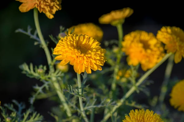 Beautiful Flower Yellow Color Evening Time Flower Farm Field Selective — ストック写真