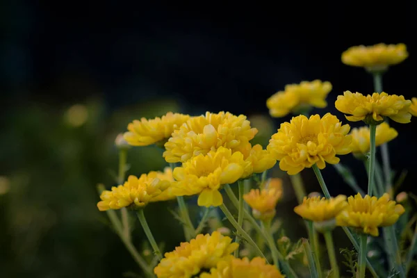 Yellow Color Flowers Marigold Cultivated Farm Field Fully Bloomed Commercial — ストック写真