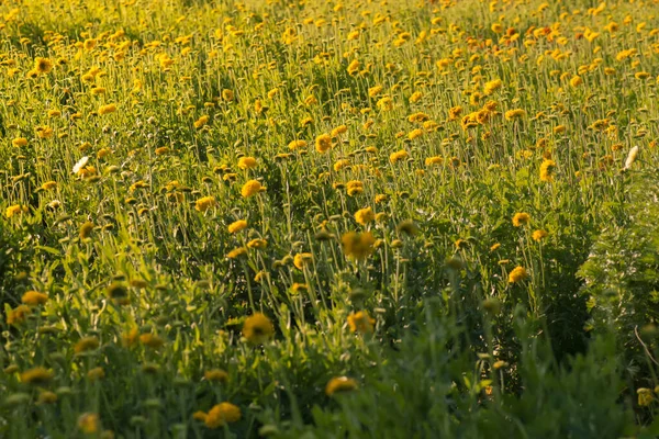 Yellow Flower Known Galata Cultivated Agriculture Farm Field Commercial Production — Stockfoto