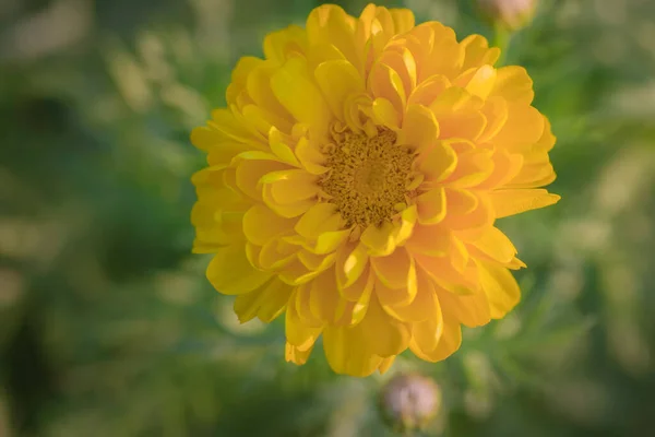 Sárga Színű Virág Teljesen Kivirágzott Homályos Háttérrel Szelektív Fókusz — Stock Fotó