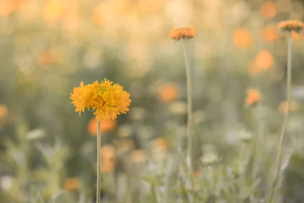 Sárga Színű Galata Virág Virággazdaság Területén Teljesen Kivirágzott Elmosódott Háttér — Stock Fotó