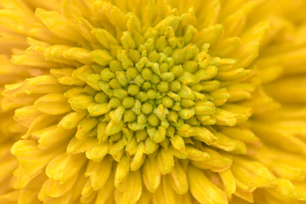 Arka plan için sarı renk çiçeğinin taç yapraklarının doğal arkaplanı. seçici odak.