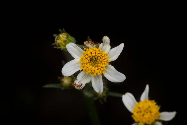 Yellow Colored Wild Flower Ants Petals Black Background Used Selective — 스톡 사진