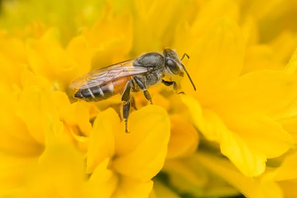 Ondan nektar almak için sarı çiçek yapraklı bal arısı. Kullanılan seçici odak.