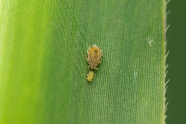 Sugarcane apdhid with young one on the sugarcane leaf. Its scientific name is Melanaphis sacchari which suck cell sap from leaf and it is significant pest of sugarcane crop. Selective focus used.