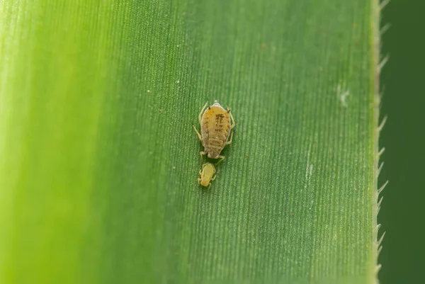 Sugarcane apdhid with young one on the sugarcane leaf. Its scientific name is Melanaphis sacchari which suck cell sap from leaf and it is significant pest of sugarcane crop. Selective focus used.