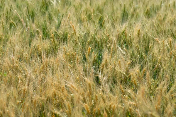 Wheat field with mature wheat grain panicles. Selective focus used.