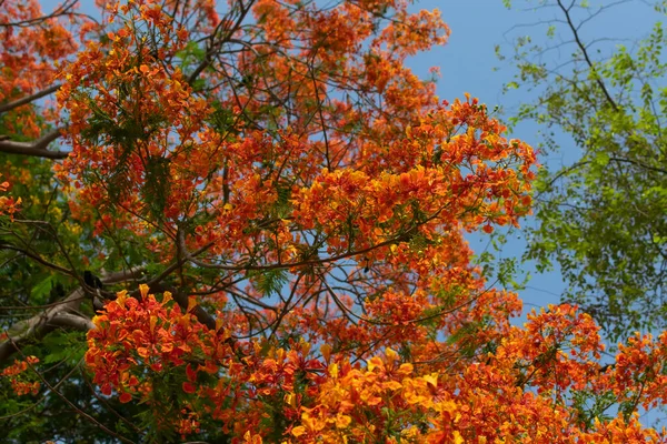五彩缤纷的古尔莫哈尔树的花朵绽放在树上 这种植物也被称为 金银花 五月花 克利须那 — 图库照片